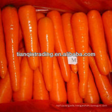 china fresh carrot low price